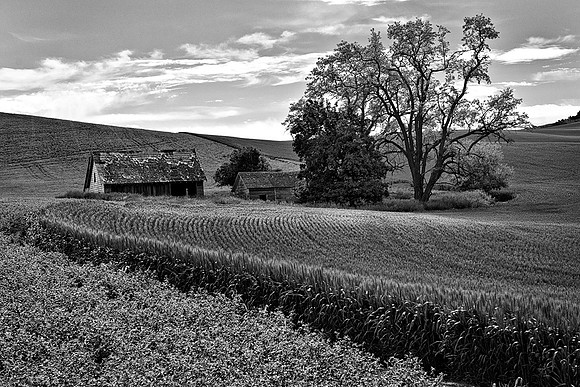 Palouse 625-068
