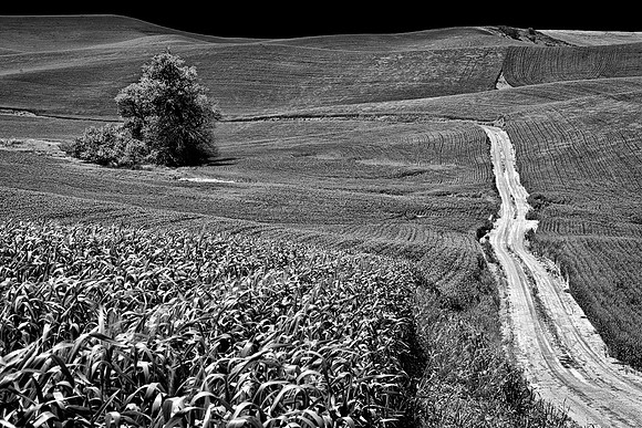 Palouse 623-055
