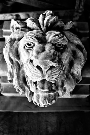 Lion's Head