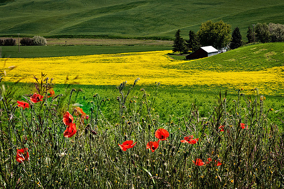 Palouse 623-60&61