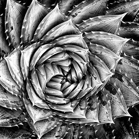 Cacti