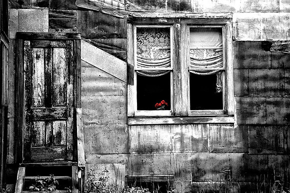 Geranium in a Window - St. Elmo
